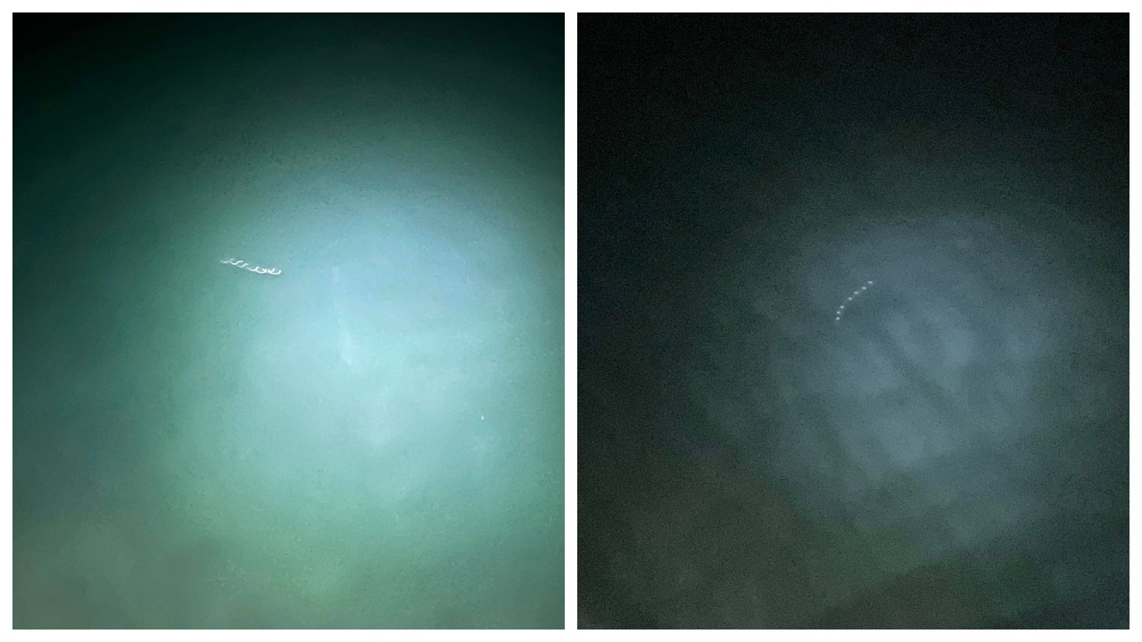 salp, jadransko morje