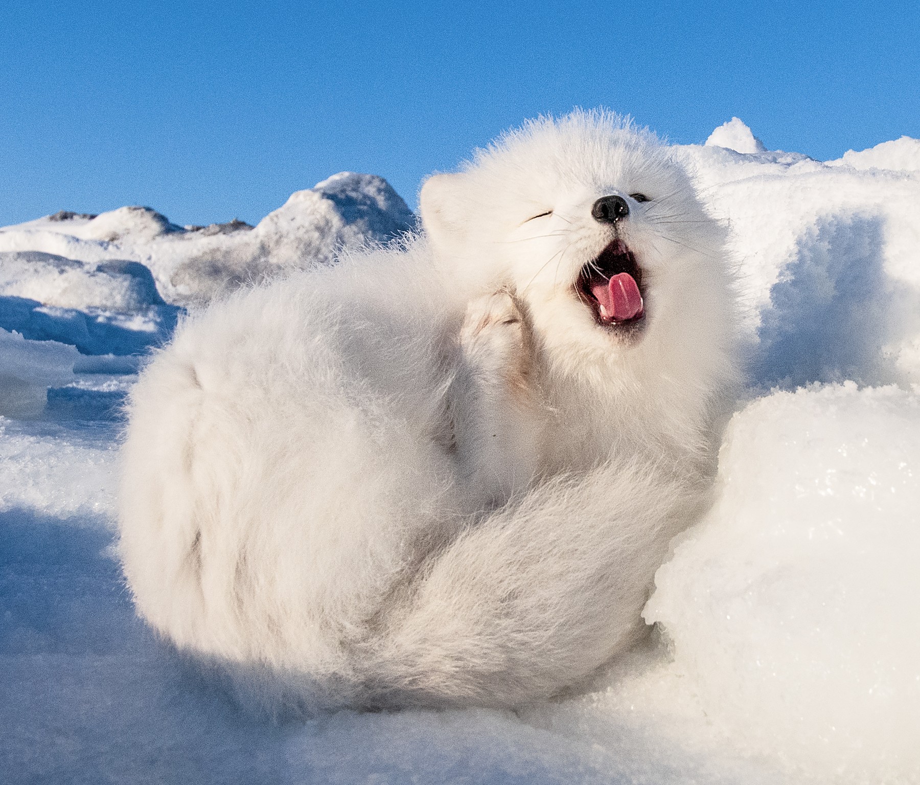 polarna lisica, zehanje
