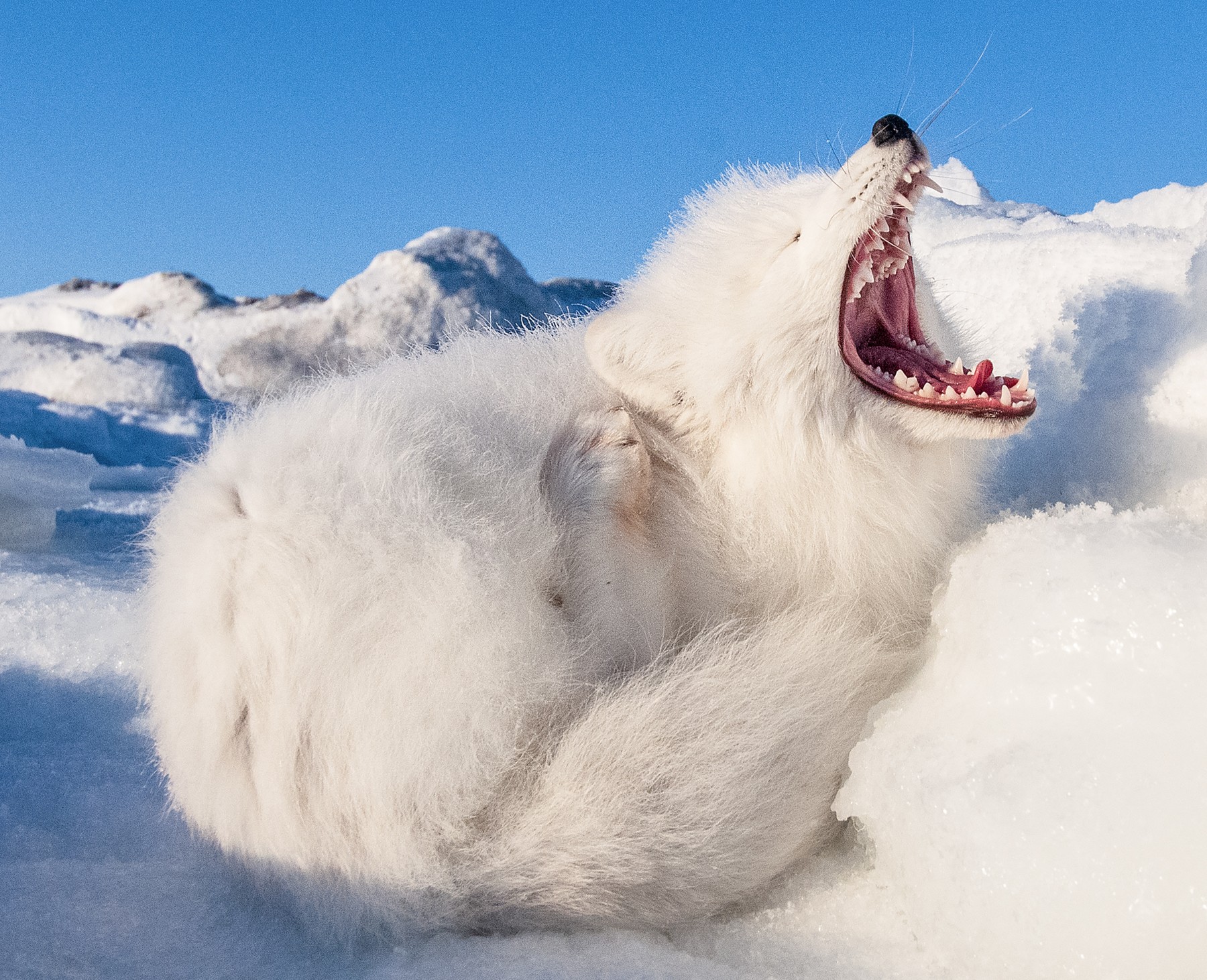 polarna lisica, zehanje