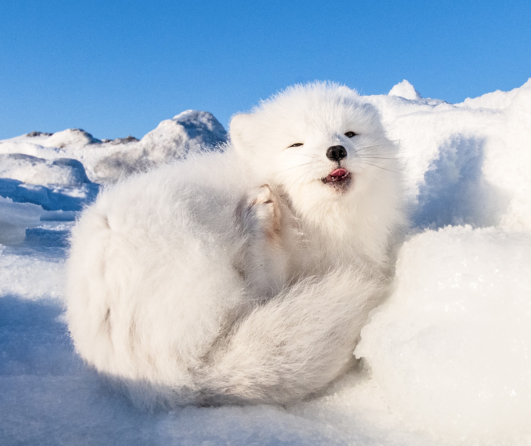 polarna lisica, zehanje