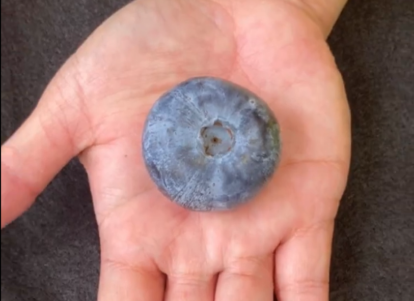 borovnica, Guinnessov rekord