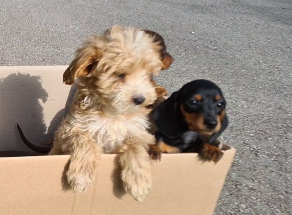 Foto: Policijska uprava Novo mesto