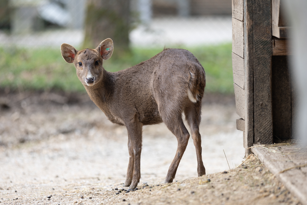 Foto: ZOO Ljubljana