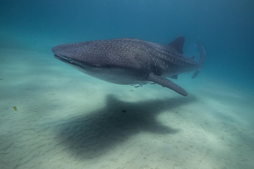 Foto: @thandaisland/INSTAGRAM