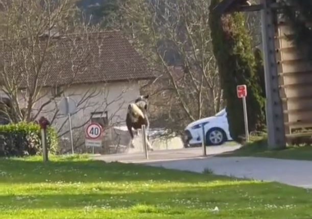 konj, mozirje, trčenje