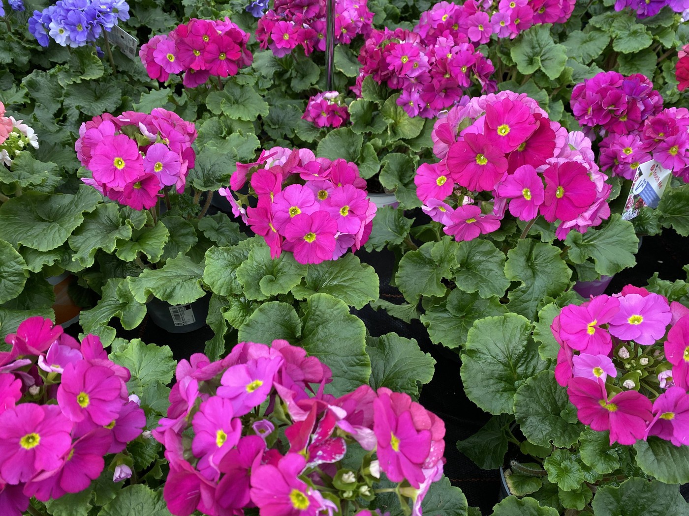 28.02.2024, Deutschland, NRW, Blumen, Frühjahr, Garten, Terrasse, Balkon, Pinkfarbene Primeln, Frühblüher, NRW Deutschla