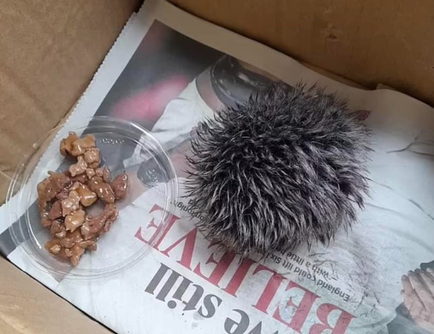 cof, jež, Velika Britanija