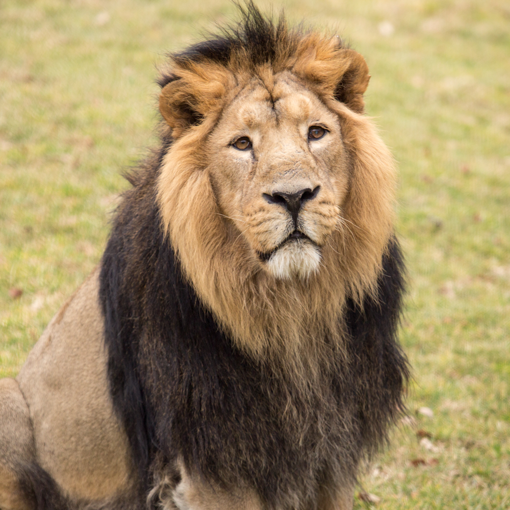 Lev Maximus. (Foto: ZOO Ljubljana)