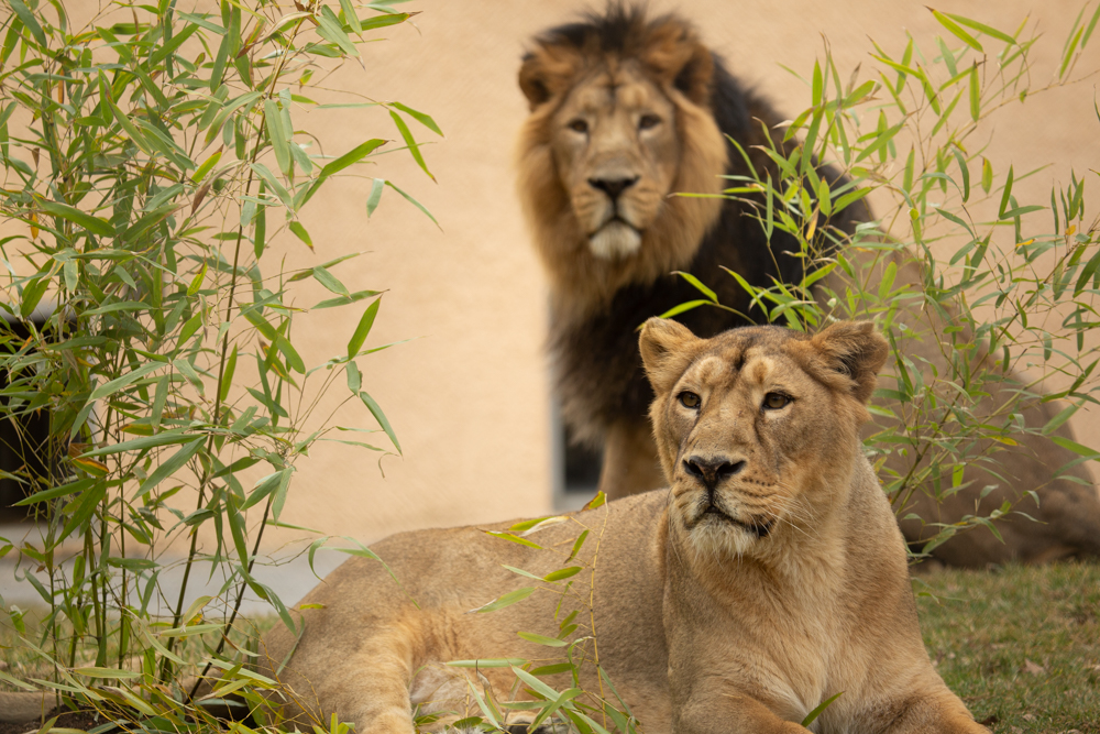 Lev Maximus. (Foto: ZOO Ljubljana)
