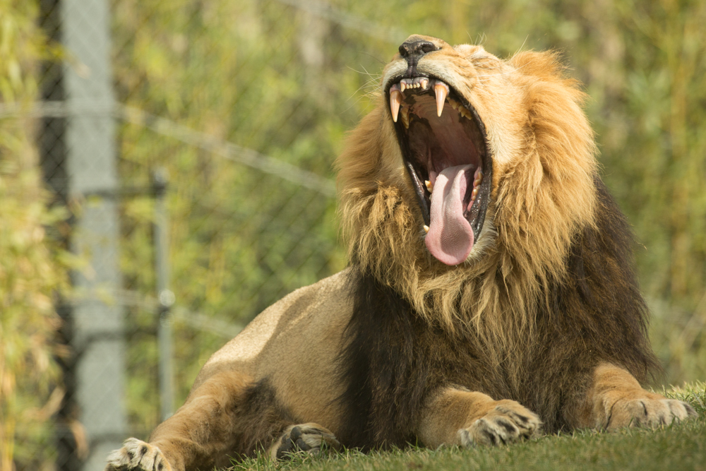 Lev Maximus. (Foto: ZOO Ljubljana)