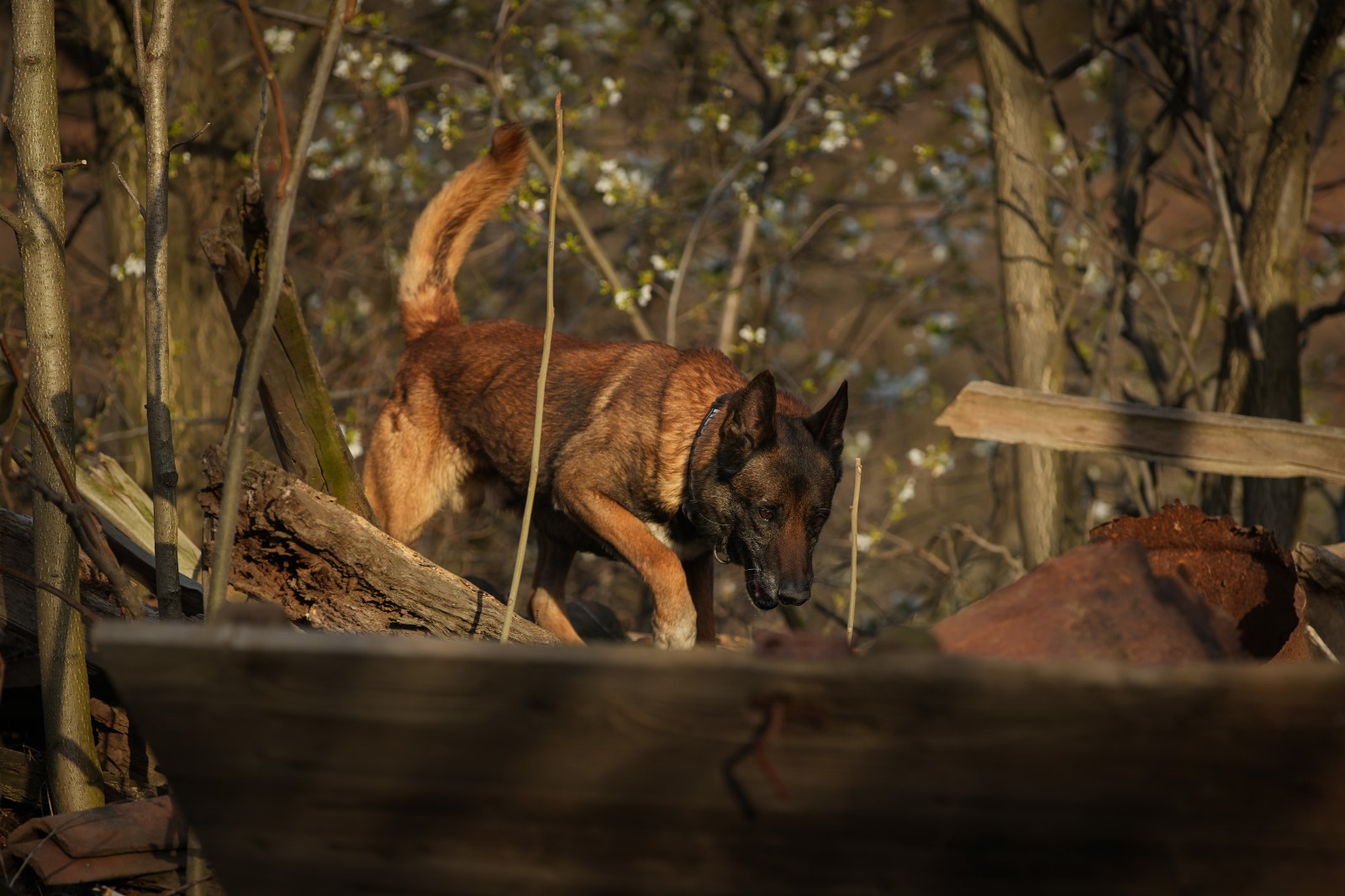 Foto: Srbsko ministrstvo za notranje zadeve (MUP)