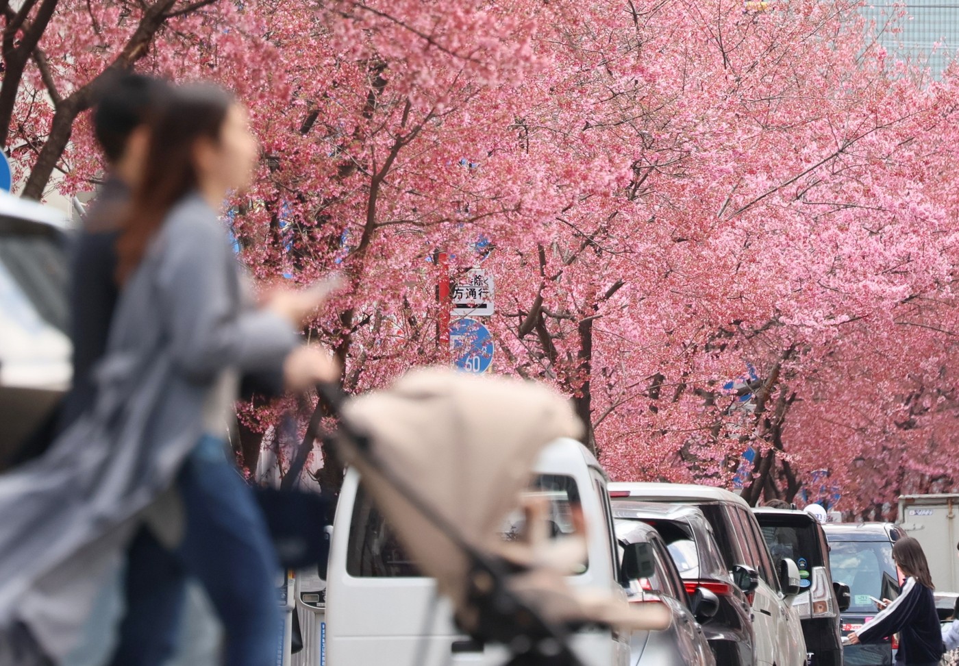 sakura zensen, cvetenje češenj, Japonska, češnje,