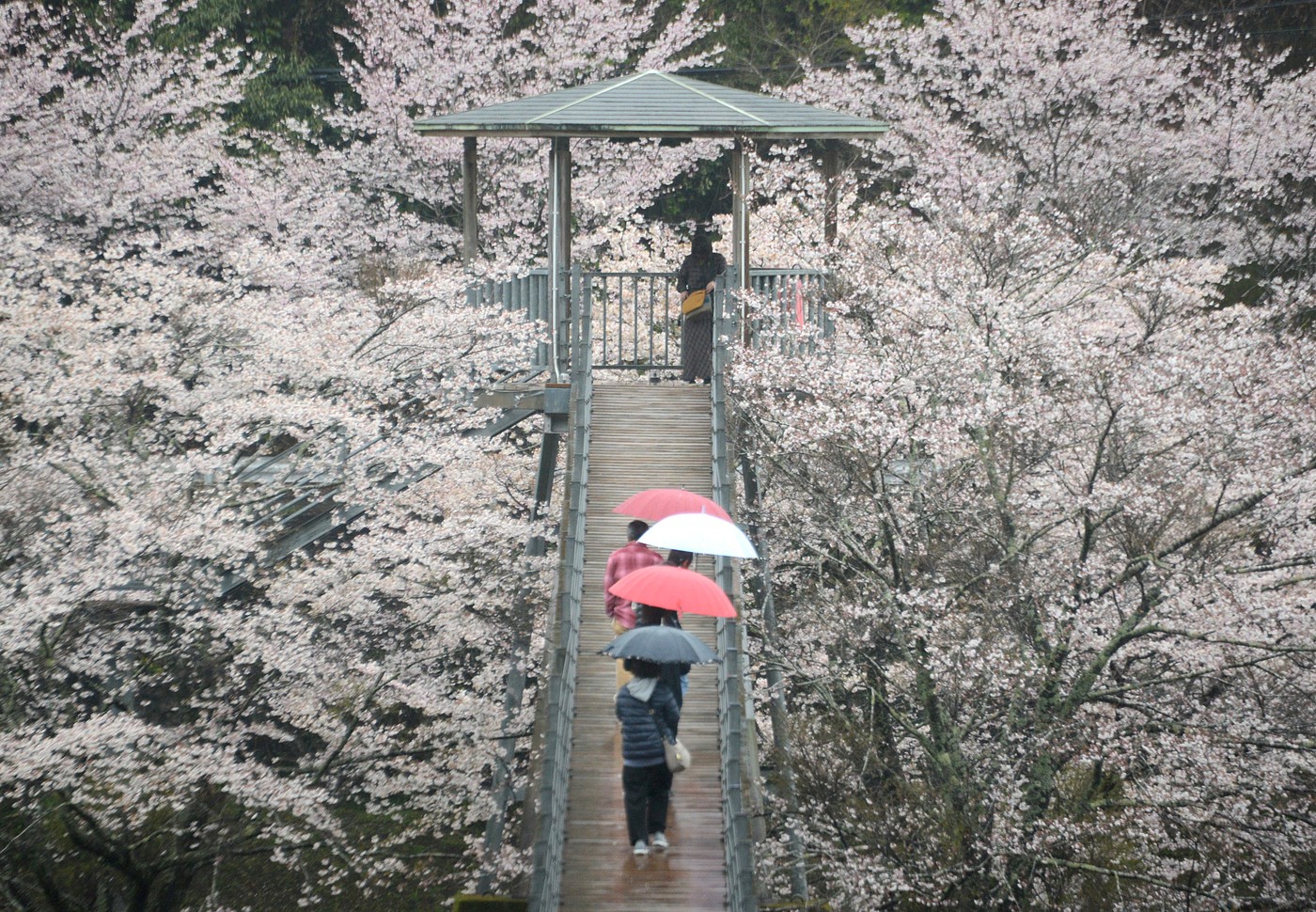 sakura zensen, cvetenje češenj, Japonska, češnje,