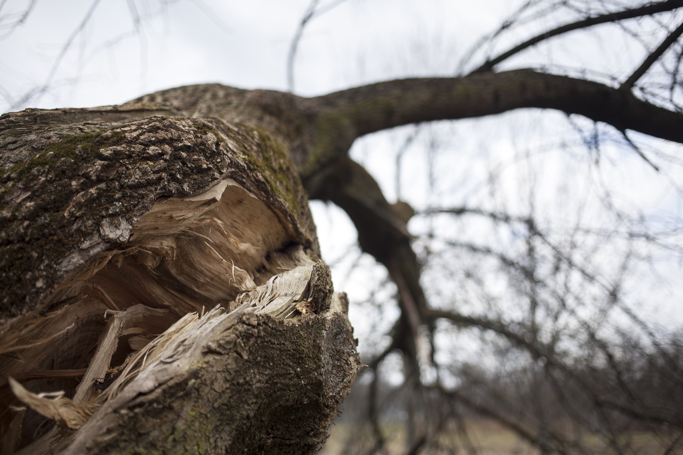 Podrto drevje, neurje,