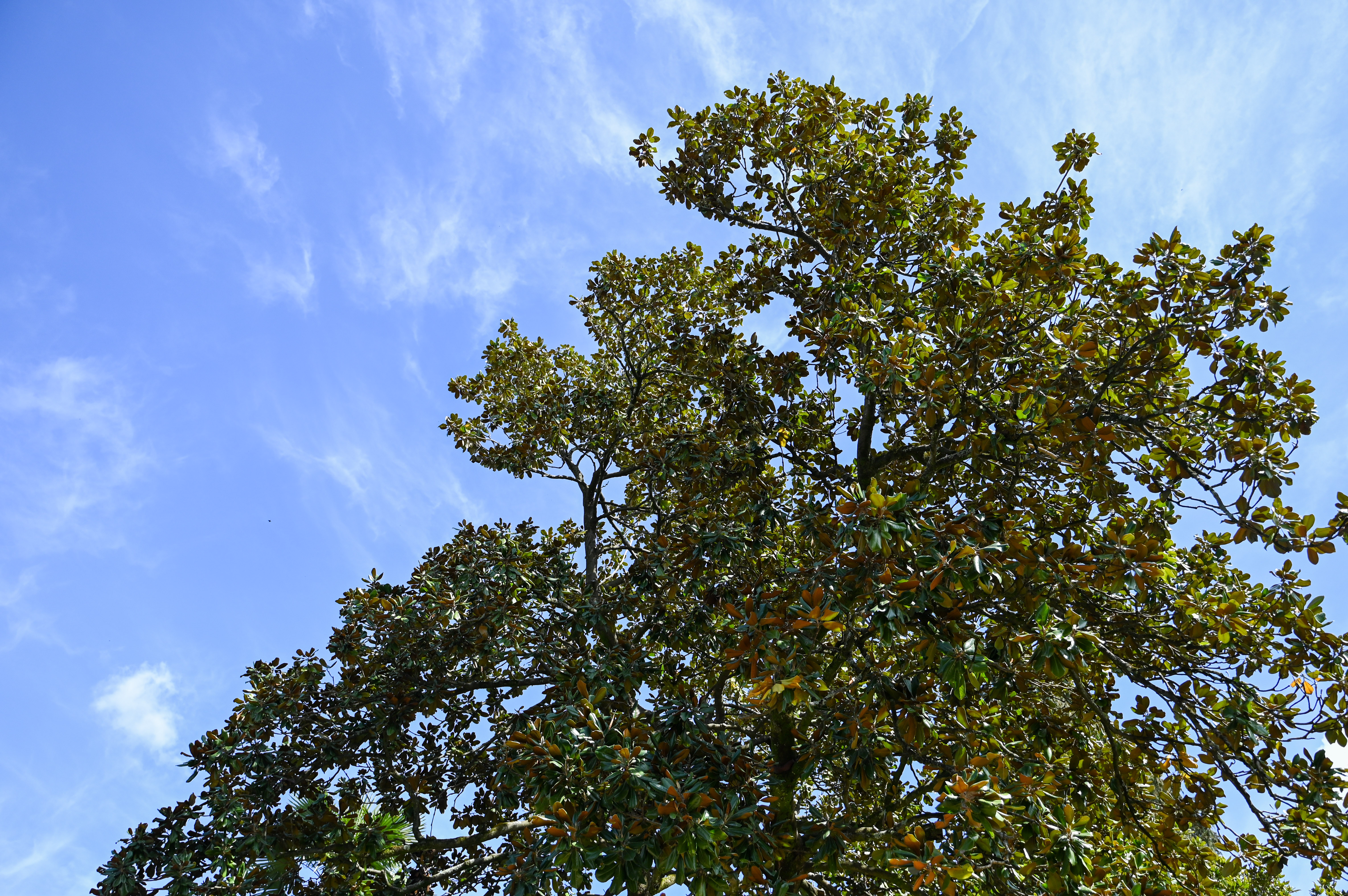 park rafut, vila rafut, Laščakova vila