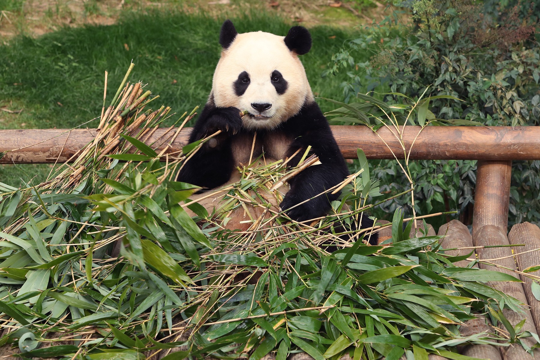 panda, fu bao, južna koreja