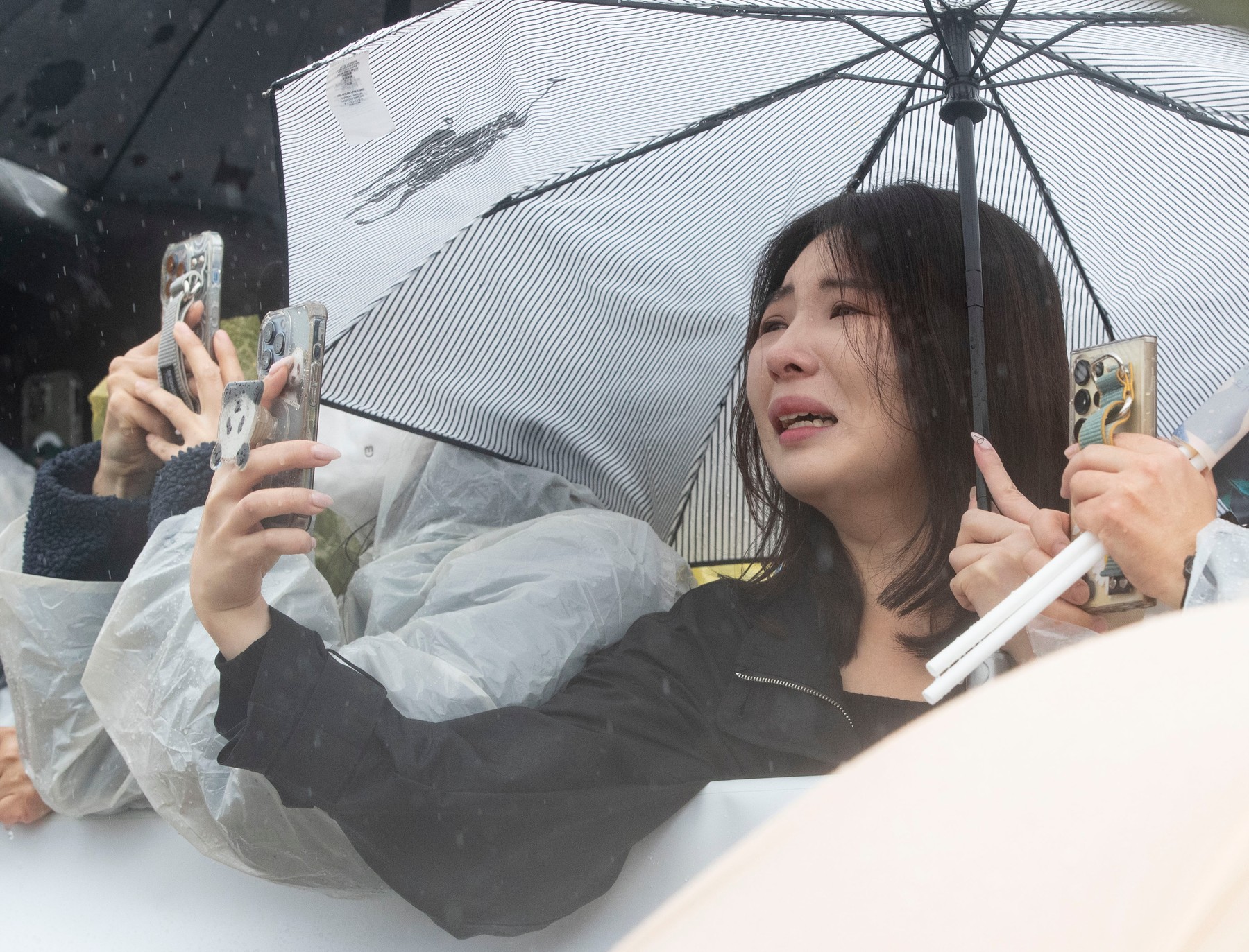 slovo, panda, fu bao