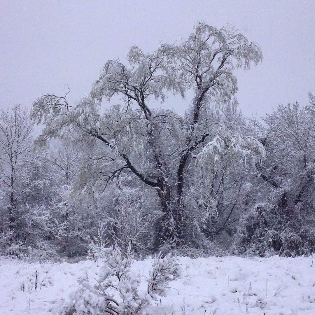 snežno neurje v ZDA
