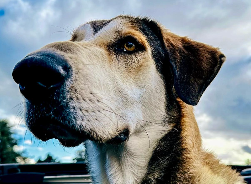 pes, zavetišče, posvojitev