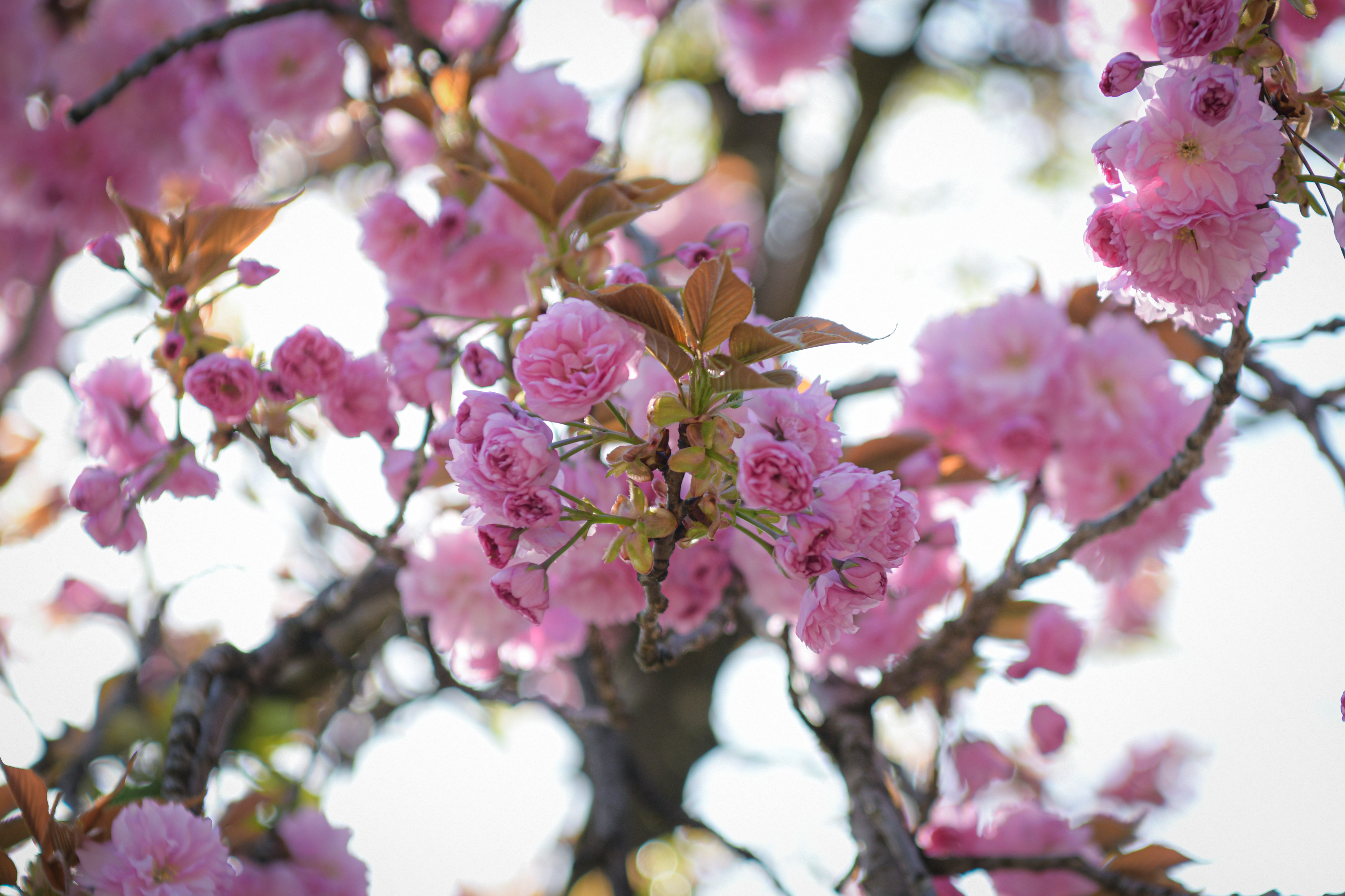 Foto: Uroš Kokol/N1
