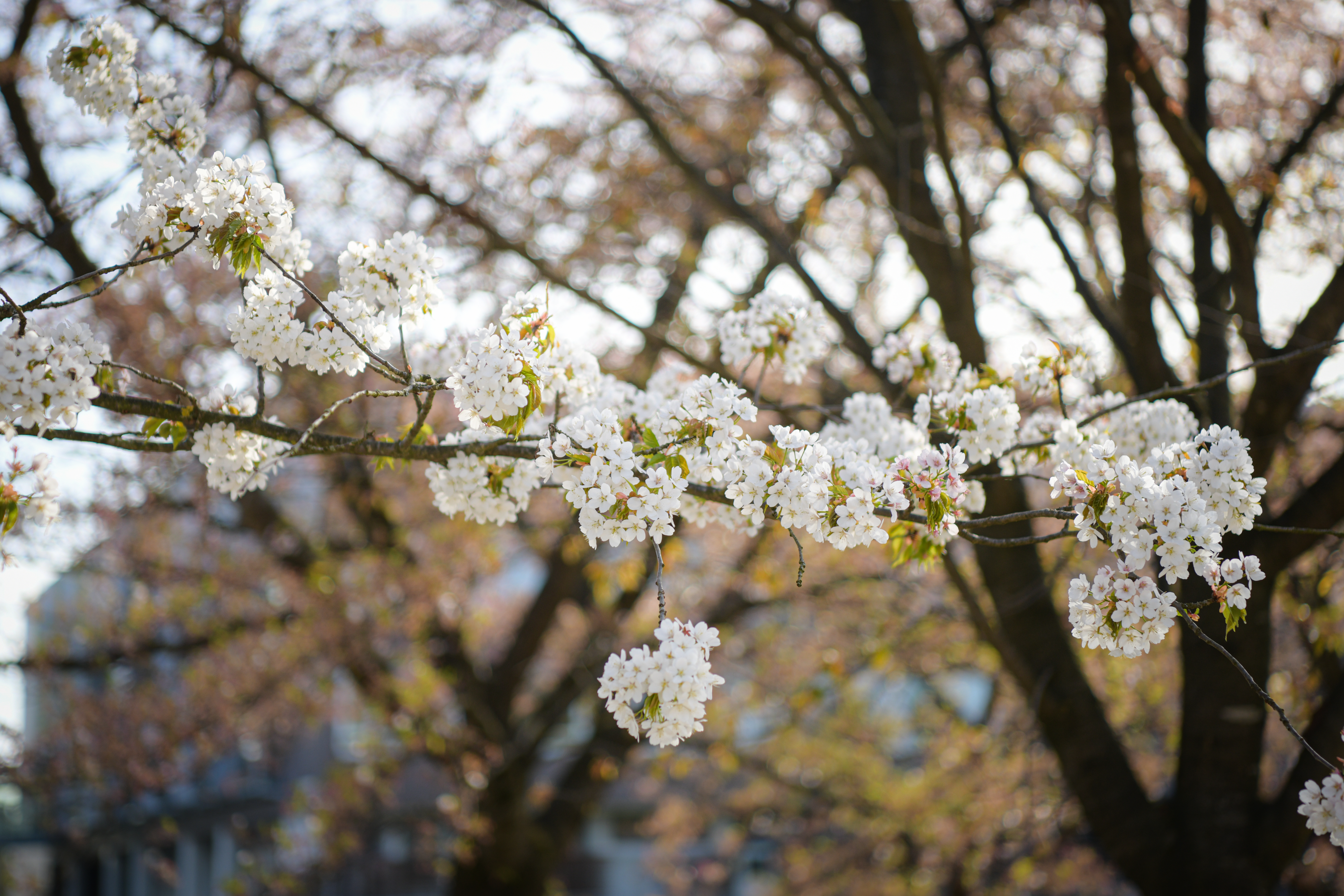 Foto: Uroš Kokol/N1