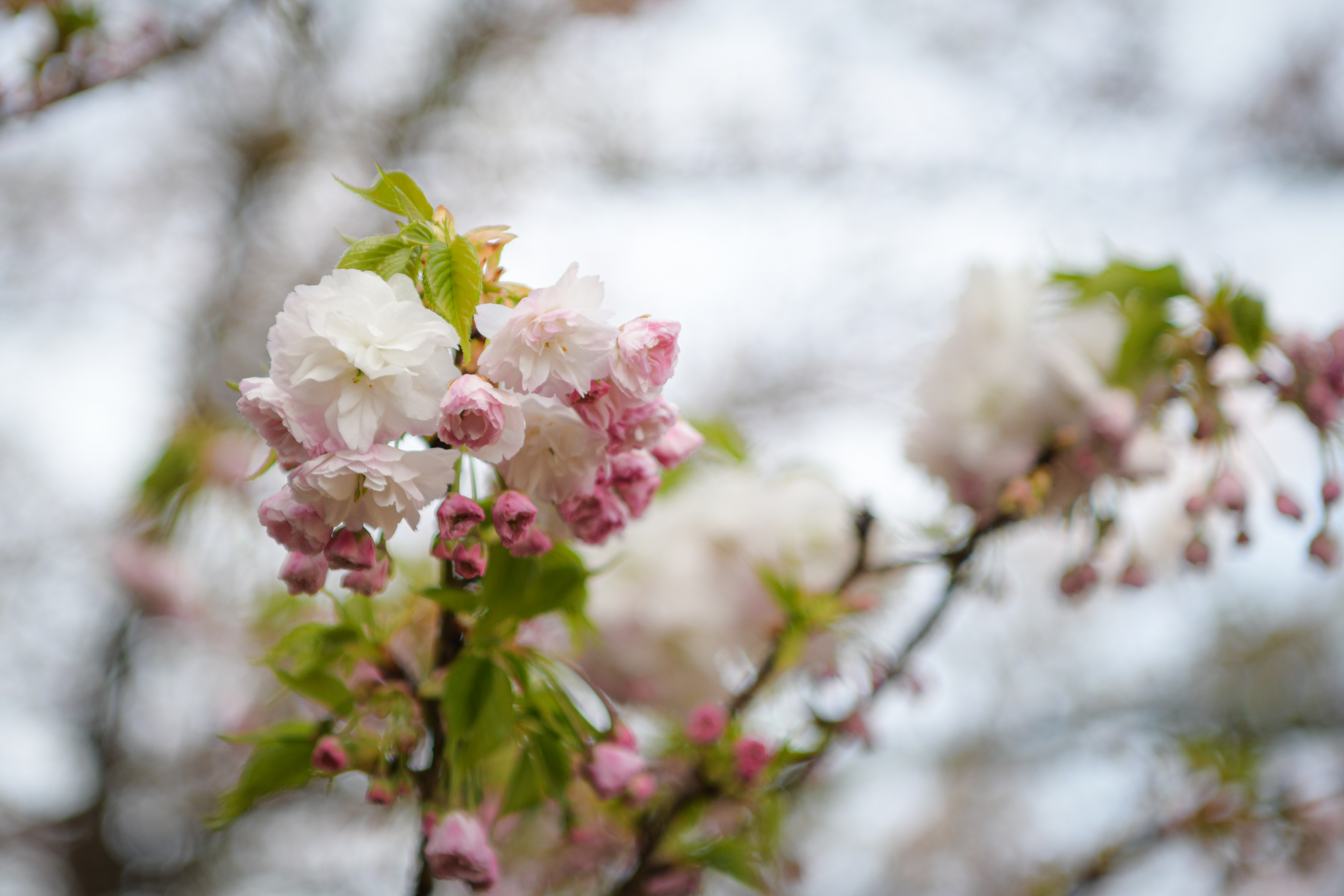 Foto: Uroš Kokol/N1