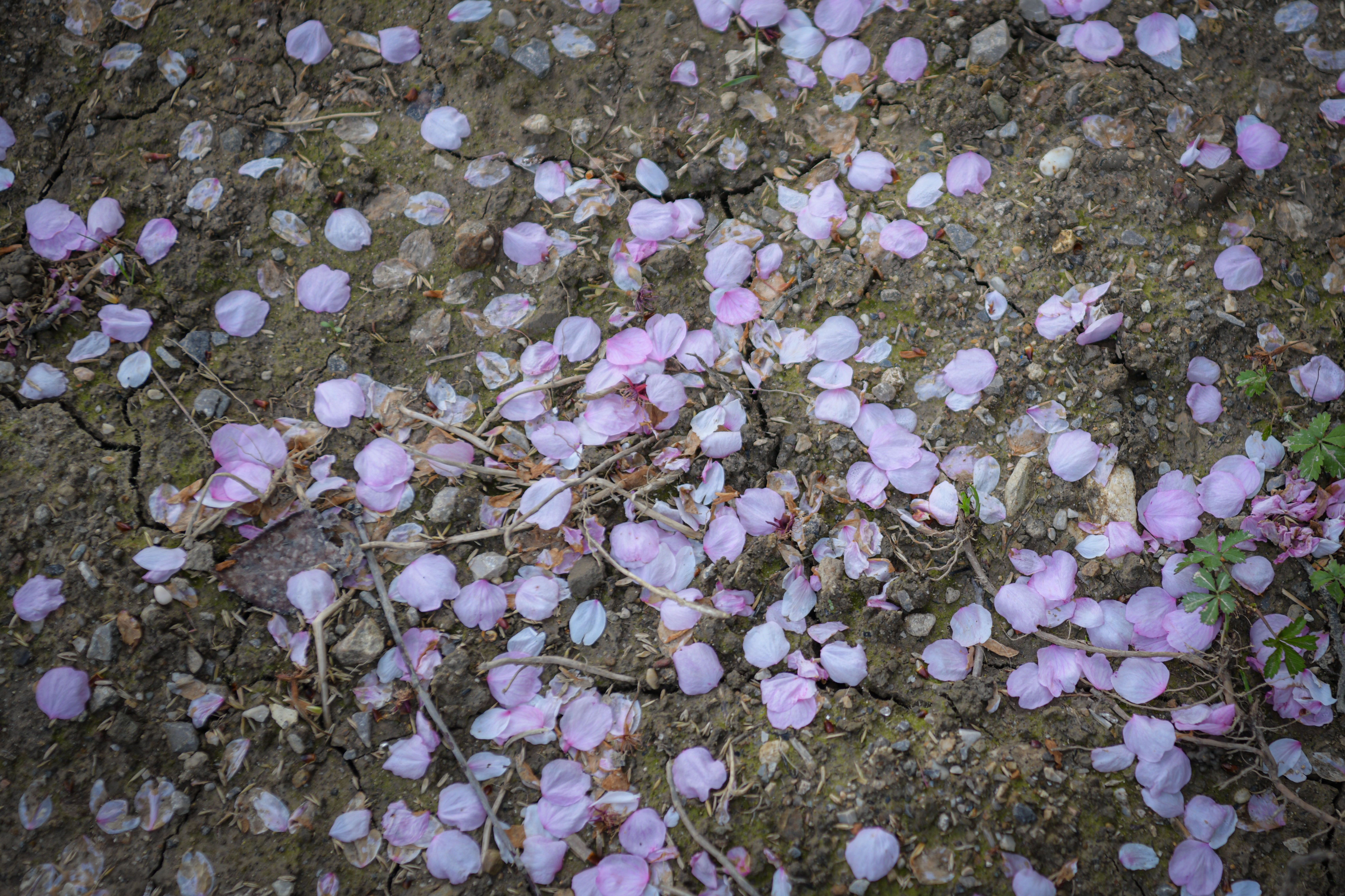 Foto: Uroš Kokol/N1