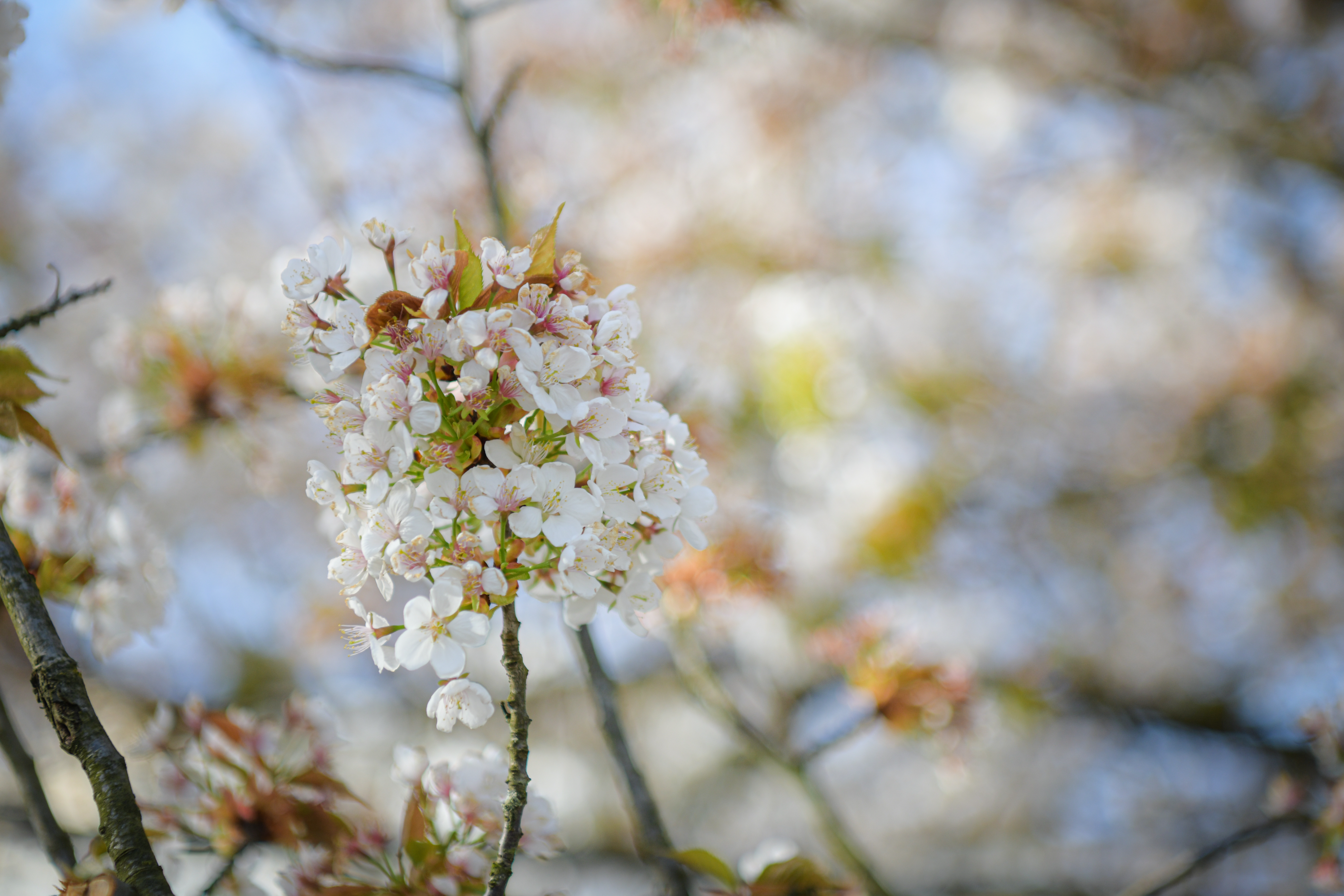 Foto: Uroš Kokol/N1