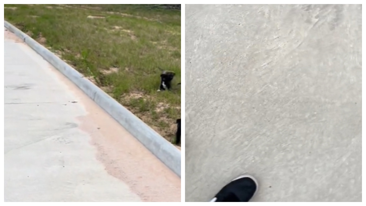 zapuščeni kužki, tek