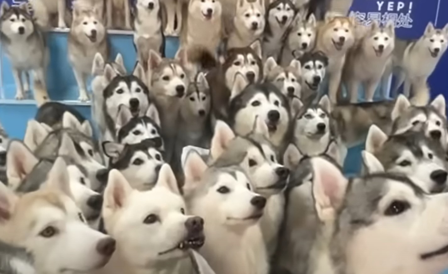 haskiji, psi, Kitajska