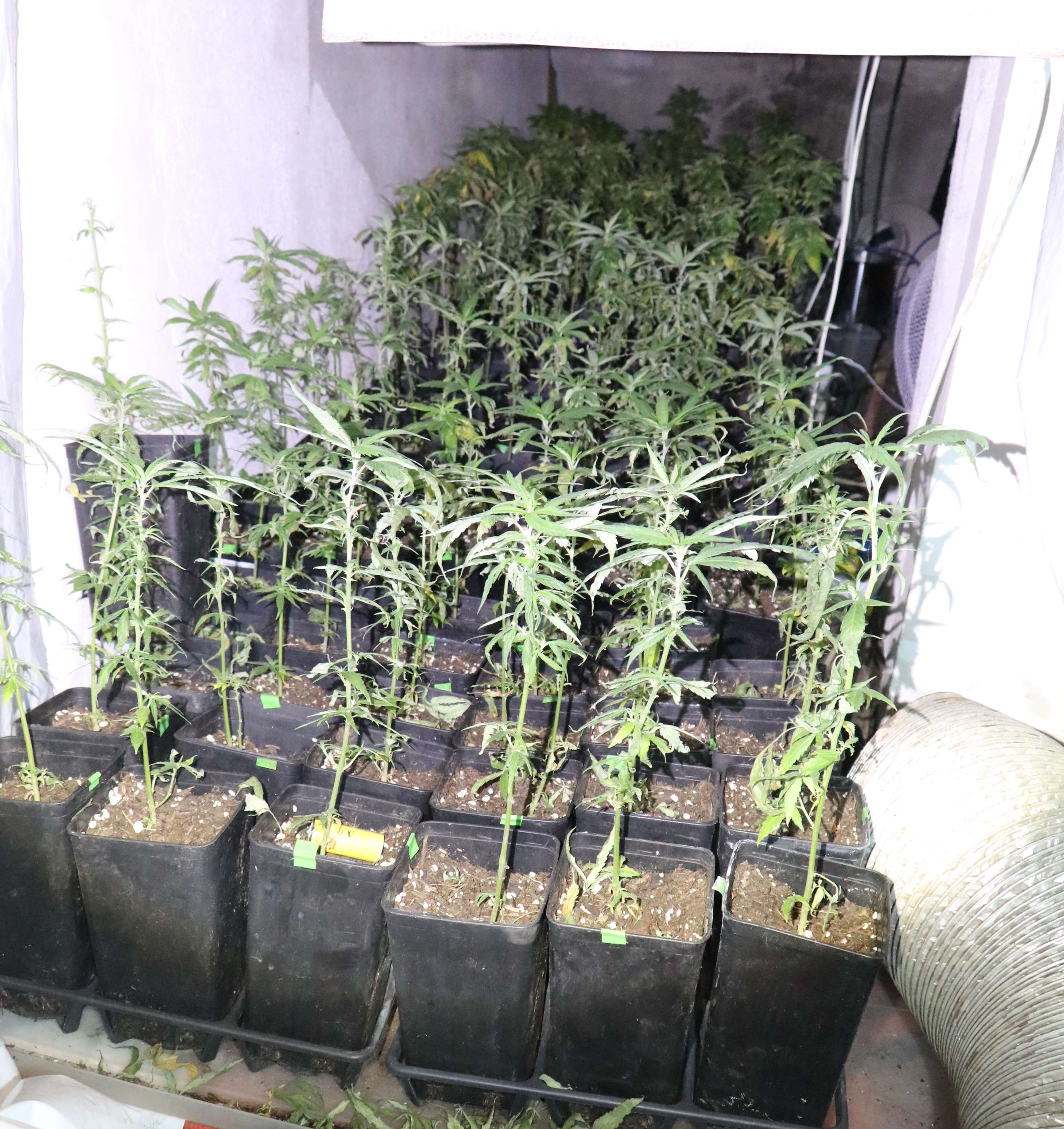 trava, prepovedane droge, policija