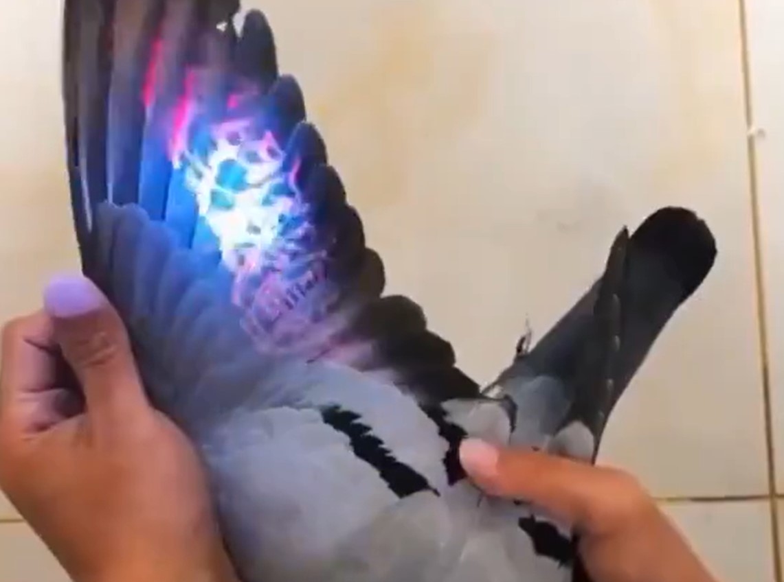 golob, UV svetloba, ultravijolična