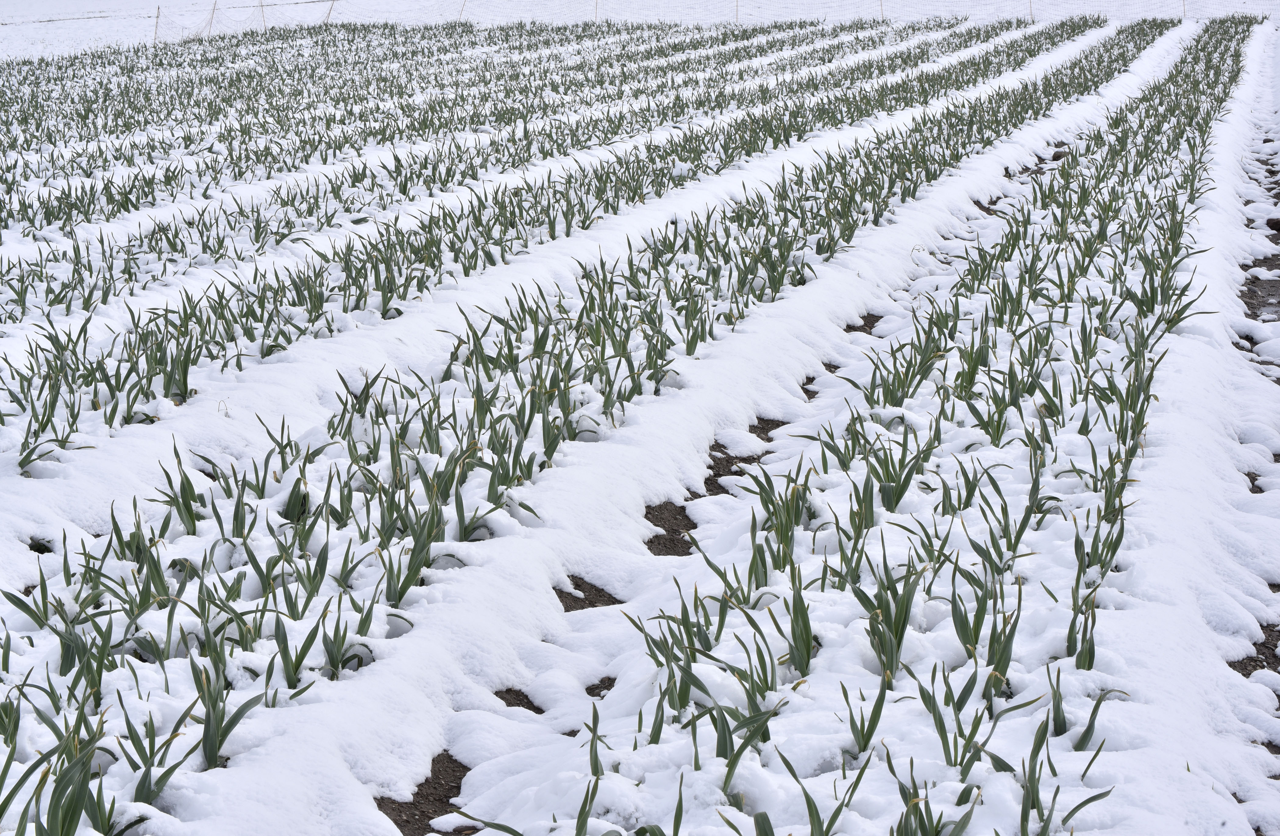 Foto: Žiga Živulović jr./BOBO