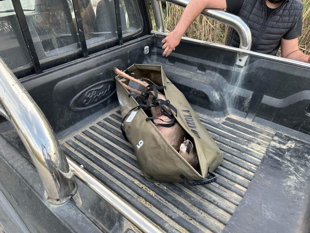 srna, izola, ladjedelnica