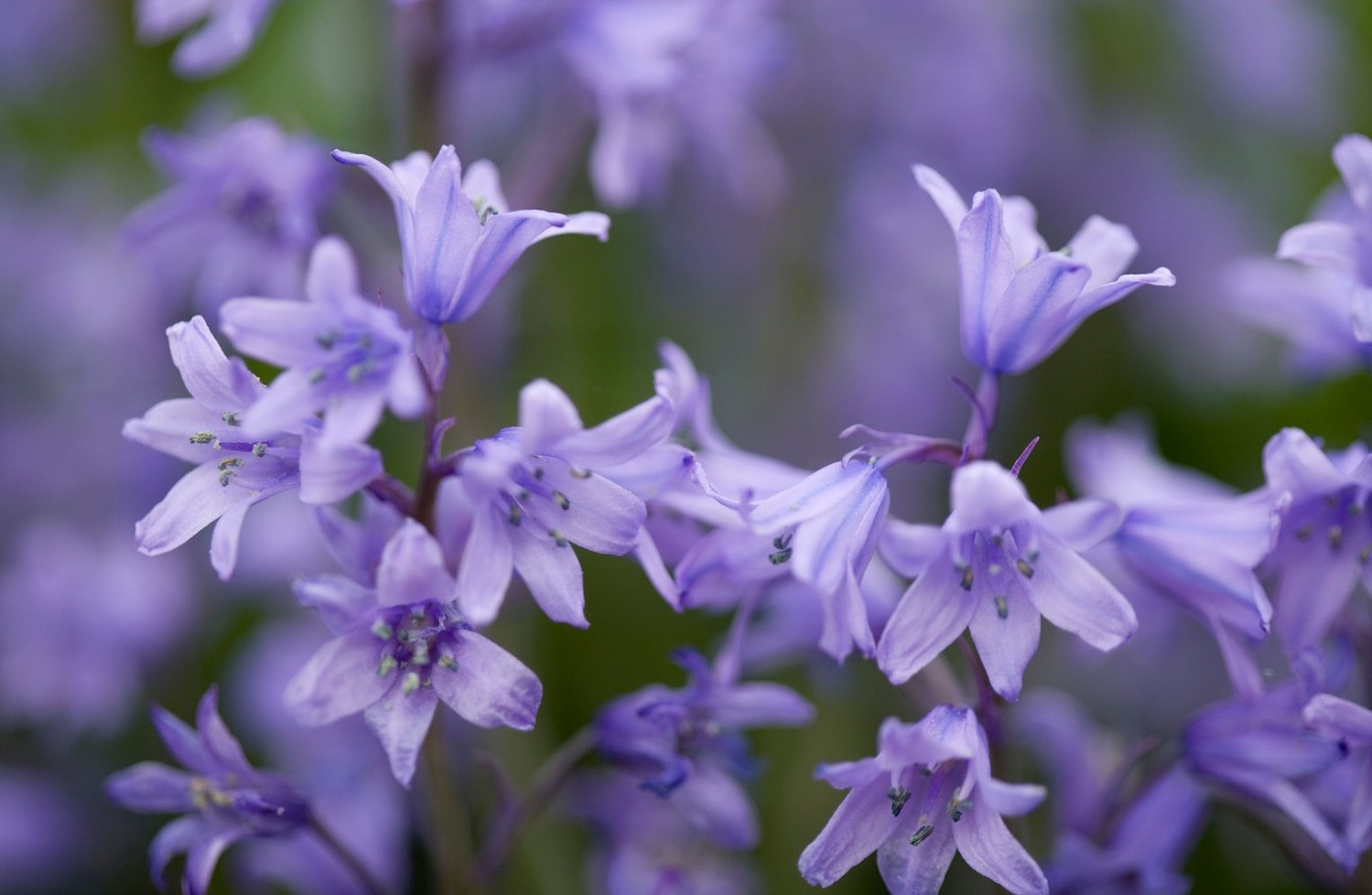 Hyacinthoides hispanica, španski zvončki, rože