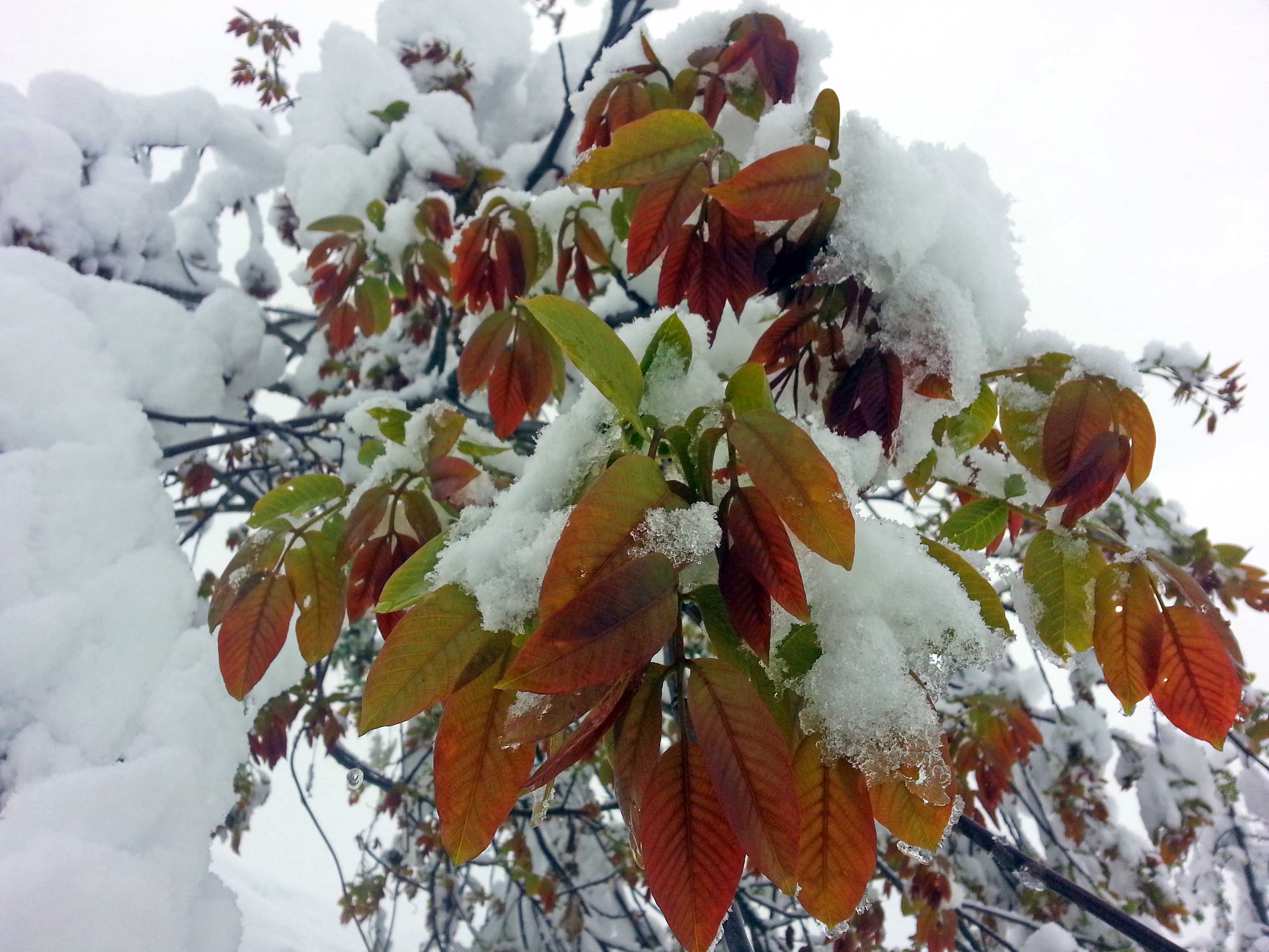 Foto: Srdjan Živulović/BOBO