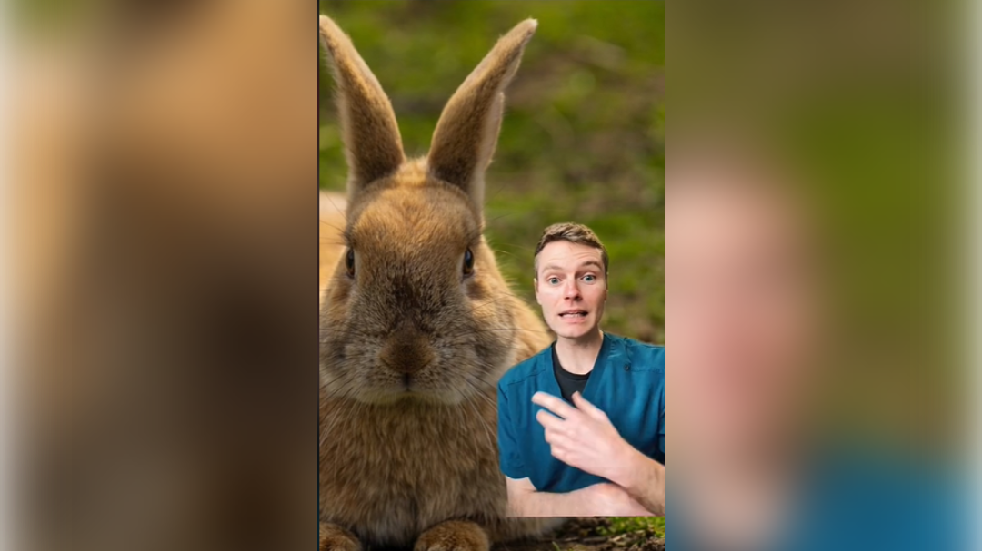 veterinar, hišni ljubljenčki