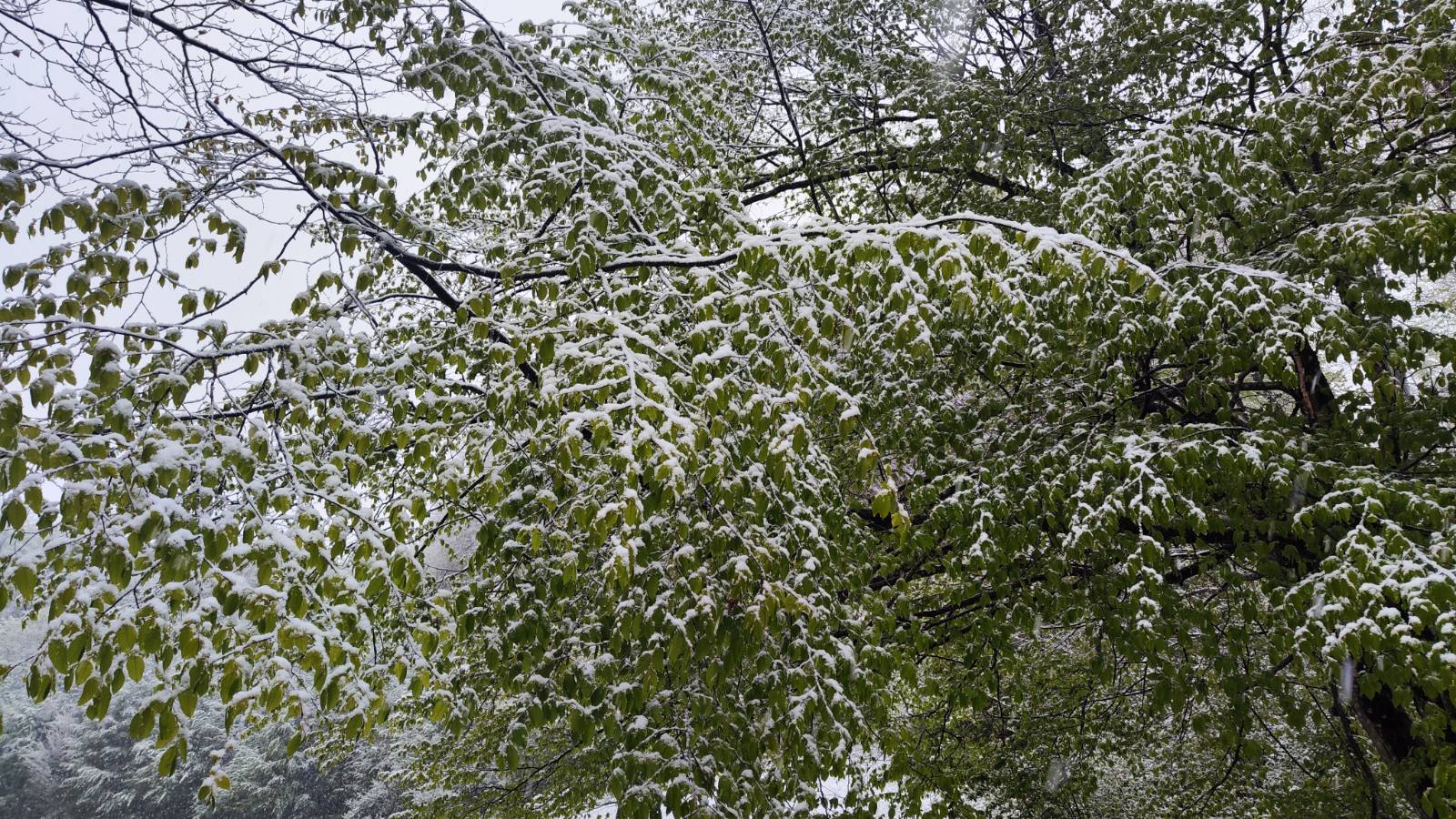 Danes je snežilo ponekod v občini Cerknica. (Foto: N1)