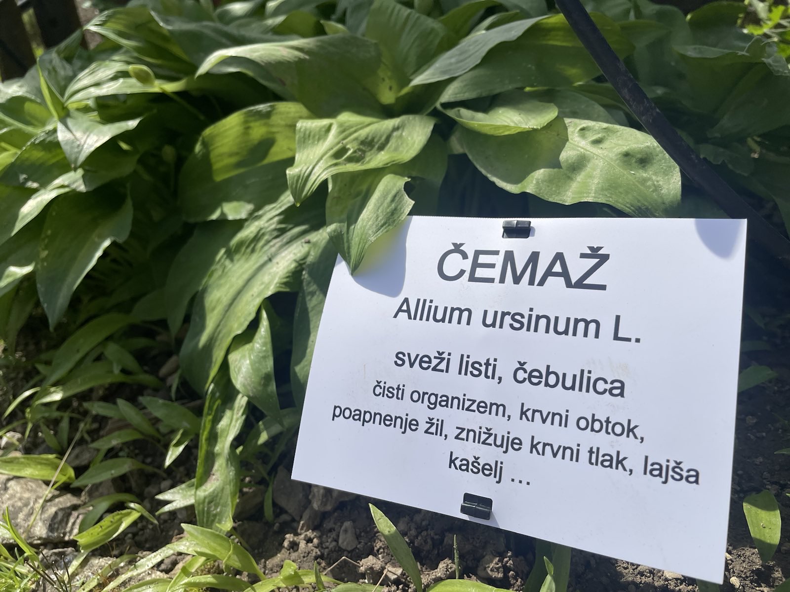 Zeliščni vrt pred samostanom Olimje (Foto: N1)