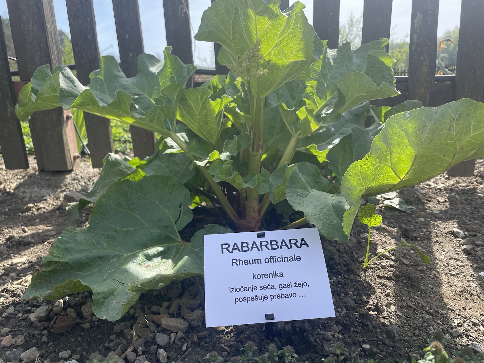Zeliščni vrt pred samostanom Olimje (Foto: N1)