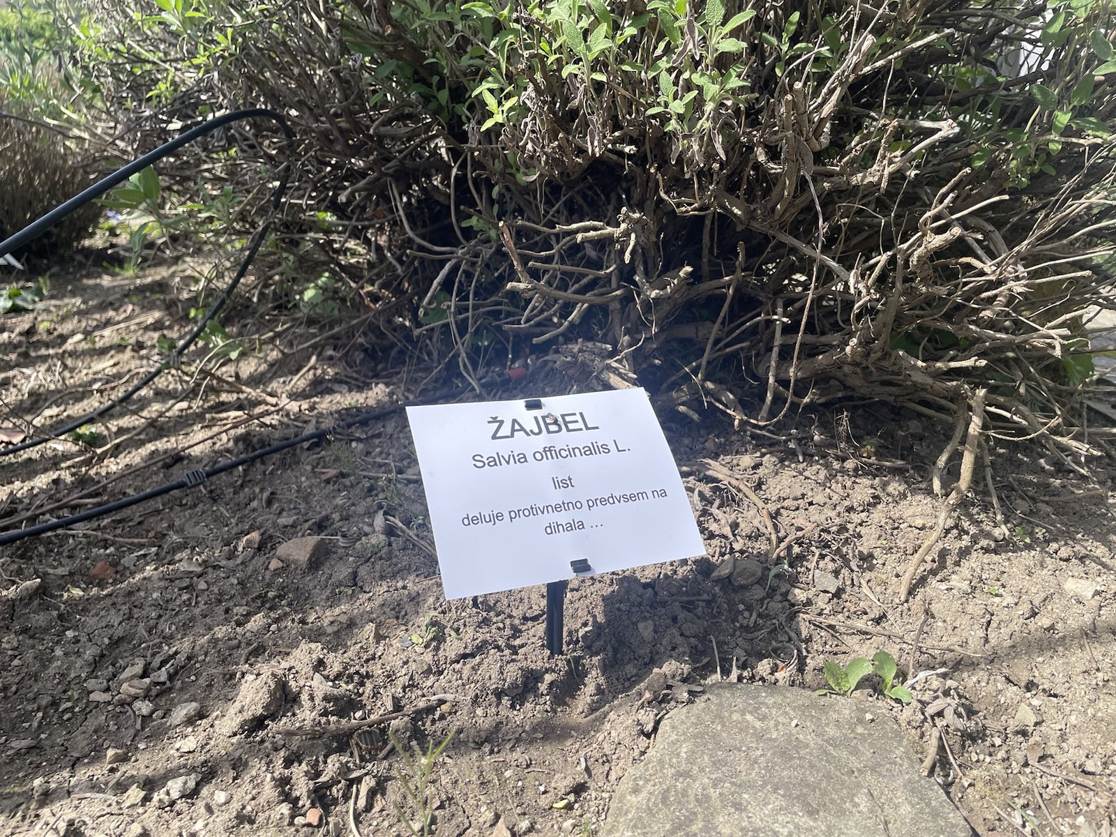 Zeliščni vrt pred samostanom Olimje (Foto: N1)