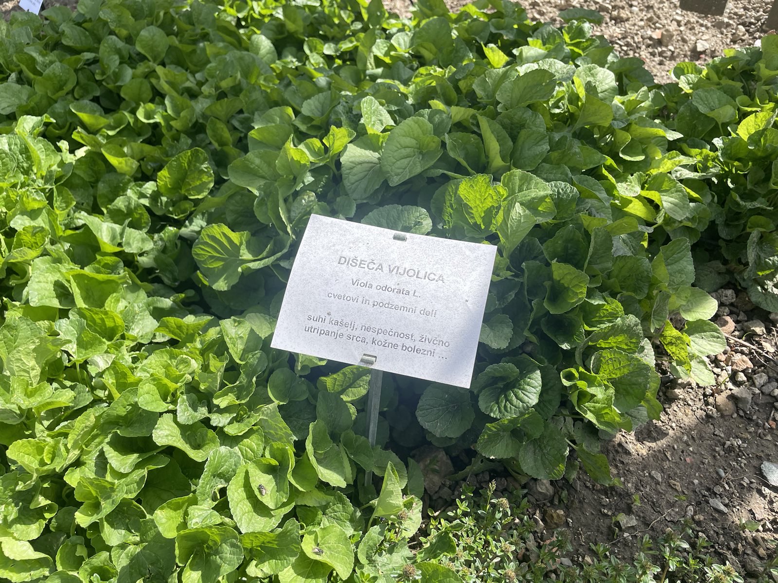 Zeliščni vrt pred samostanom Olimje (Foto: N1)