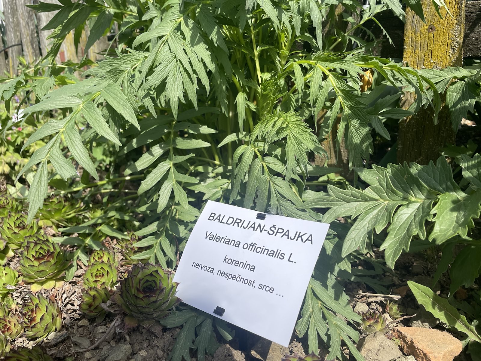 Zeliščni vrt pred samostanom Olimje (Foto: N1)