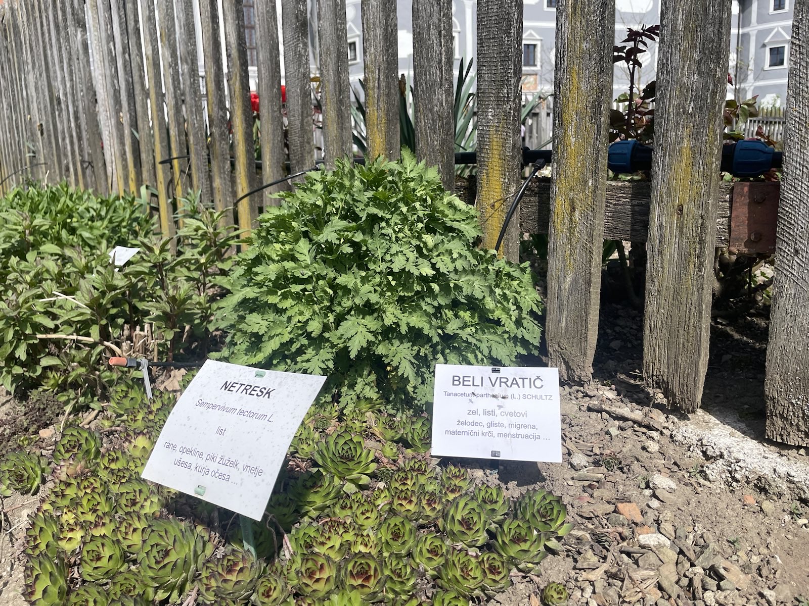 Samostan in lekarna Olimje, zelišča, vrt
