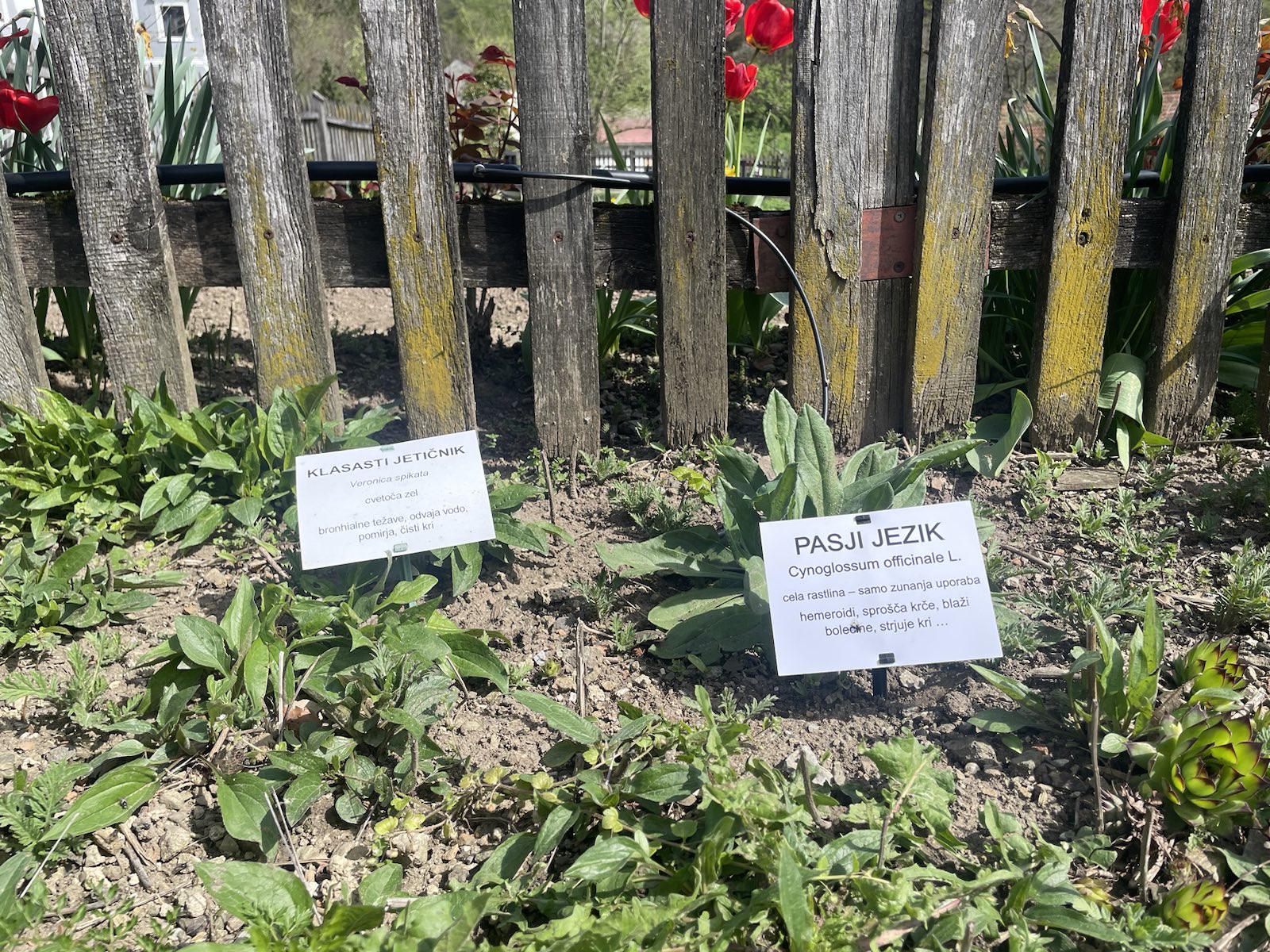 Samostan in lekarna Olimje, zelišča, vrt