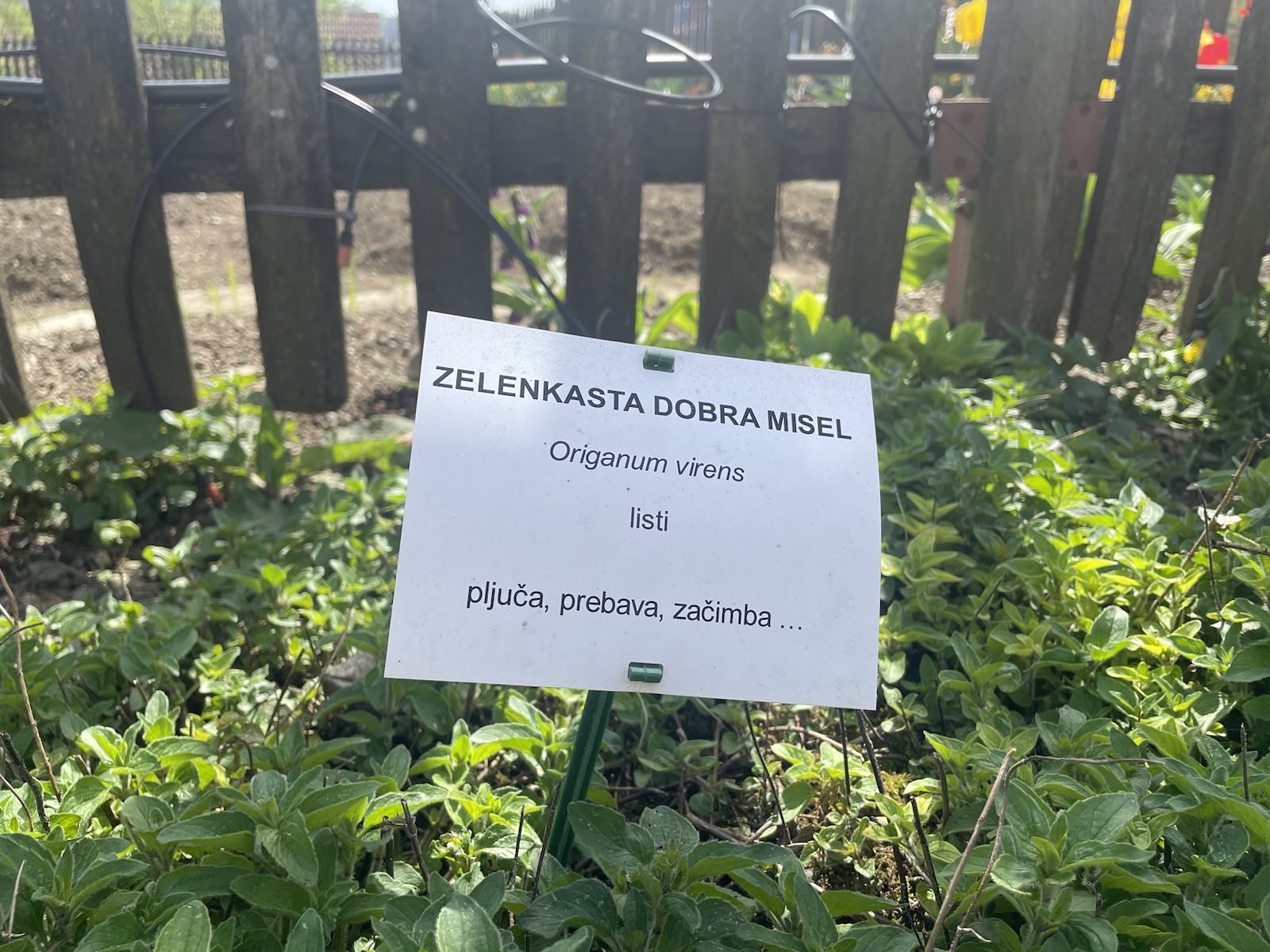 Samostan in lekarna Olimje, zelišča, vrt