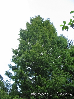 1714138047-metasequoia-glyptostroboides-316.jpg