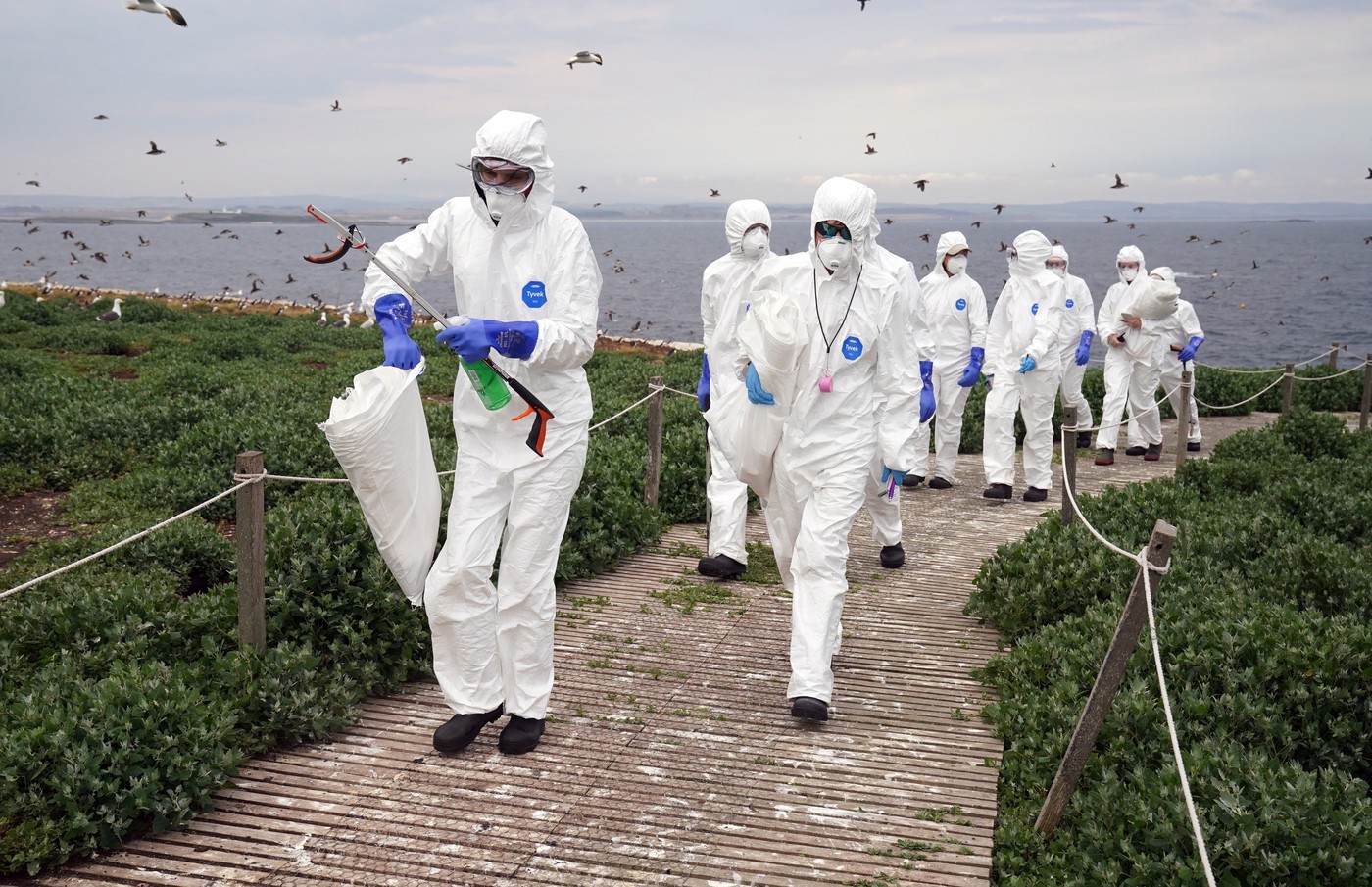 Farne Islands seabird colony