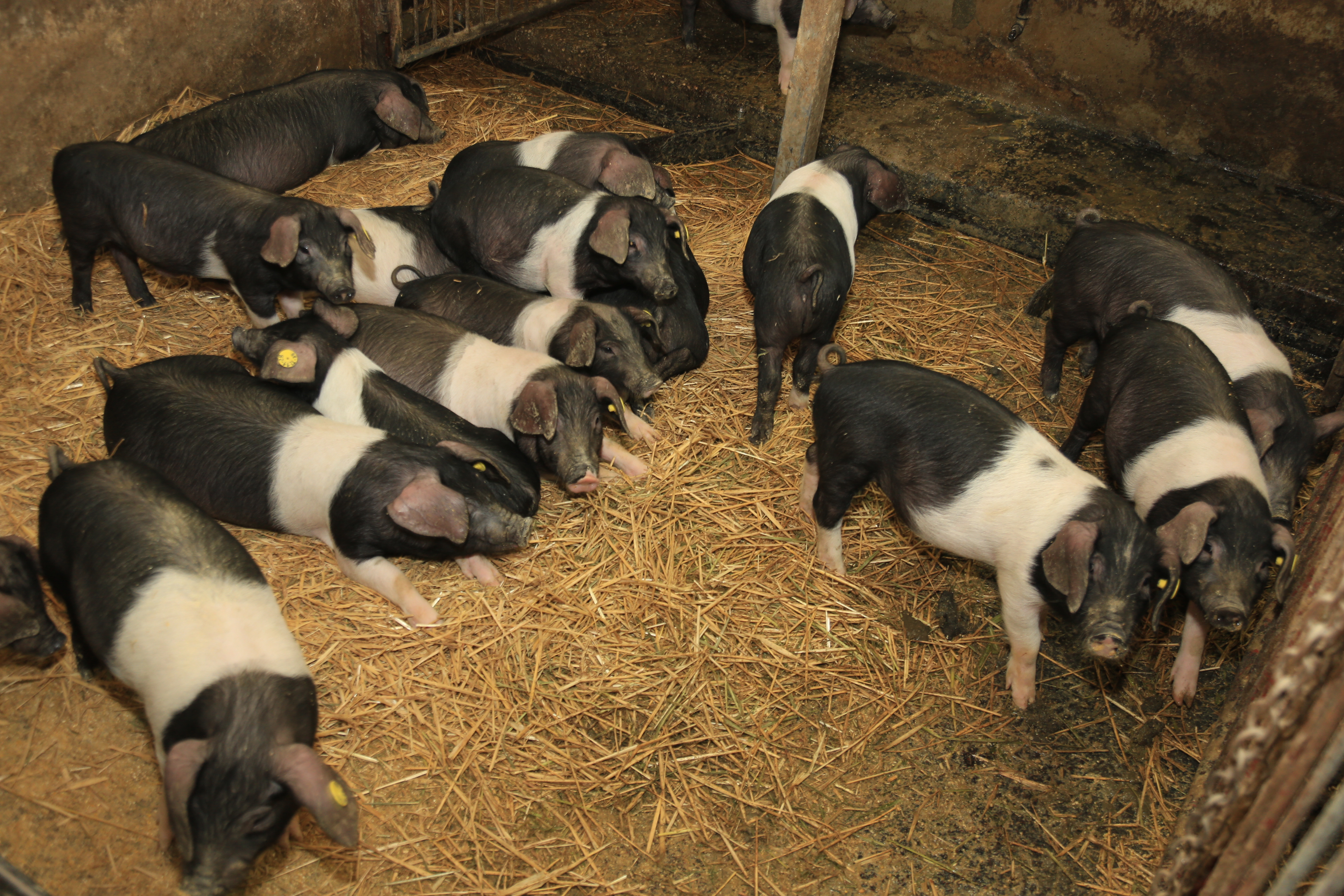 Krškopoljski prašič, prašiči