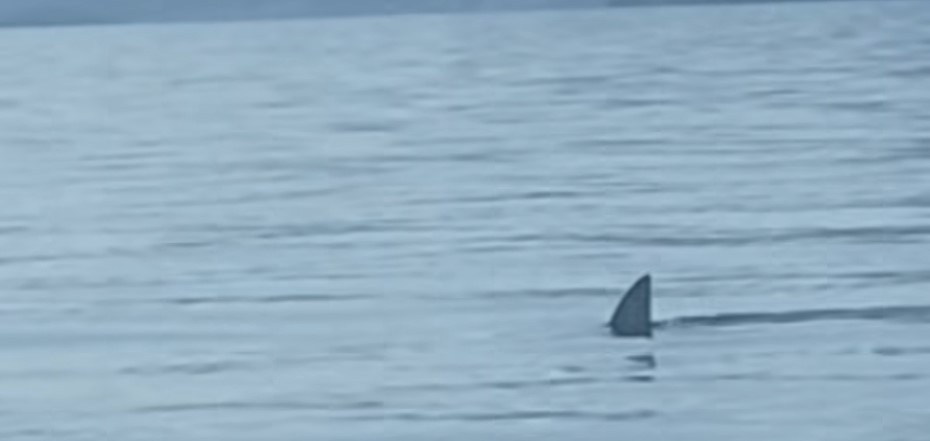 plavut morski pes, Mljet, Jadransko morje